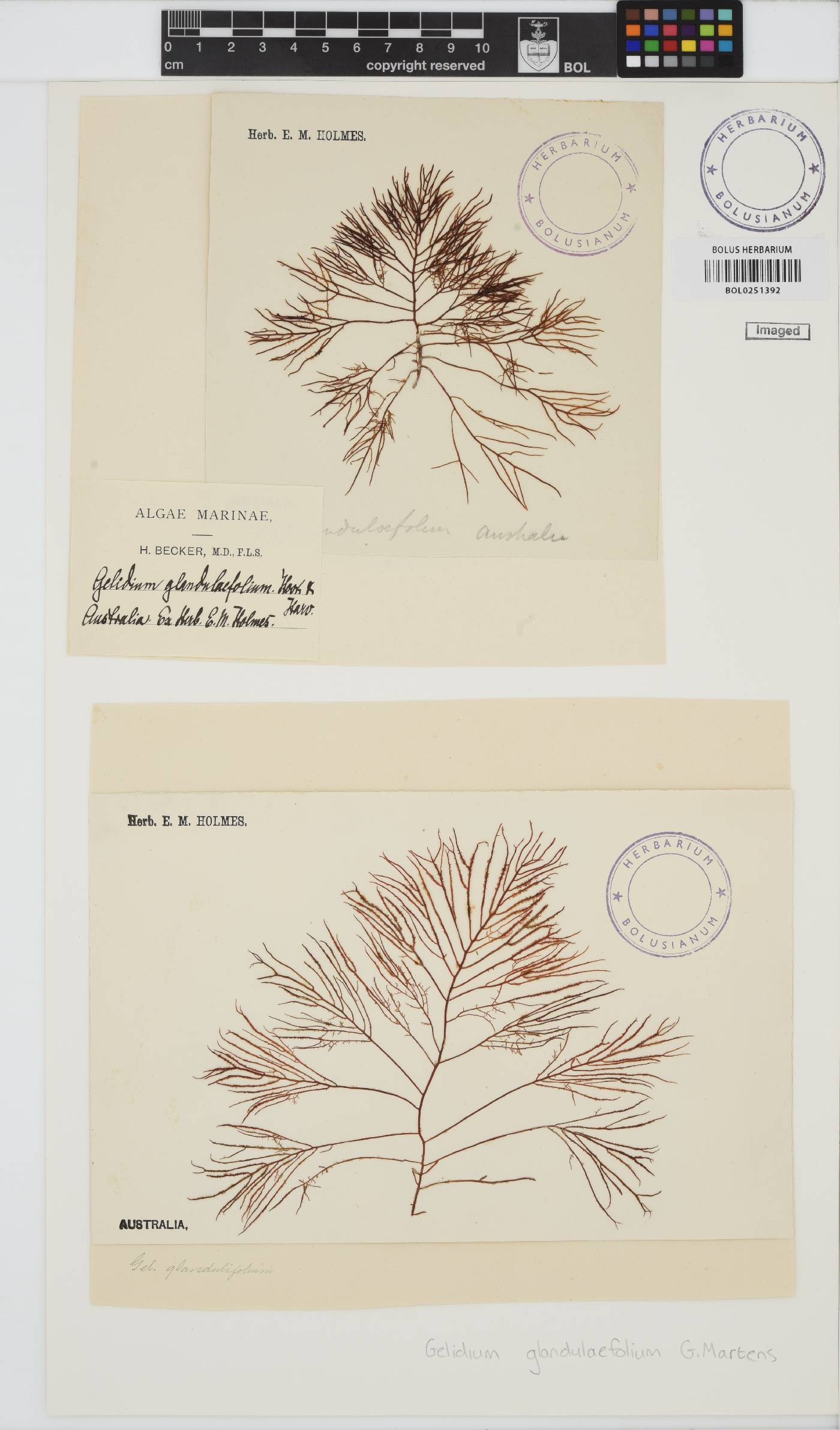 Gelidium asperum image