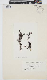 Image of Gelidium japonicum