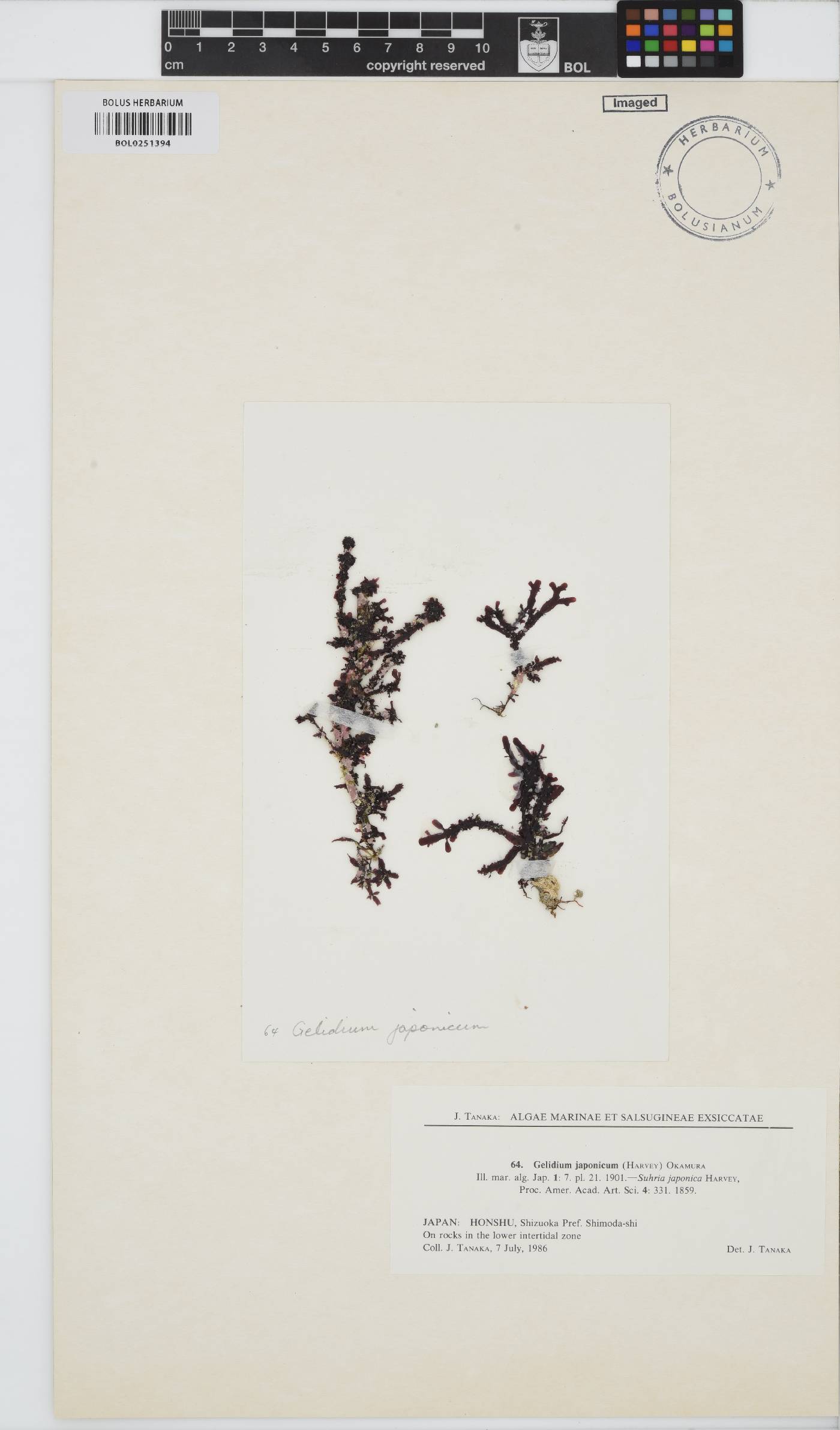 Gelidium japonicum image