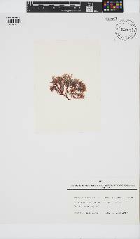 Gelidium spinosum image