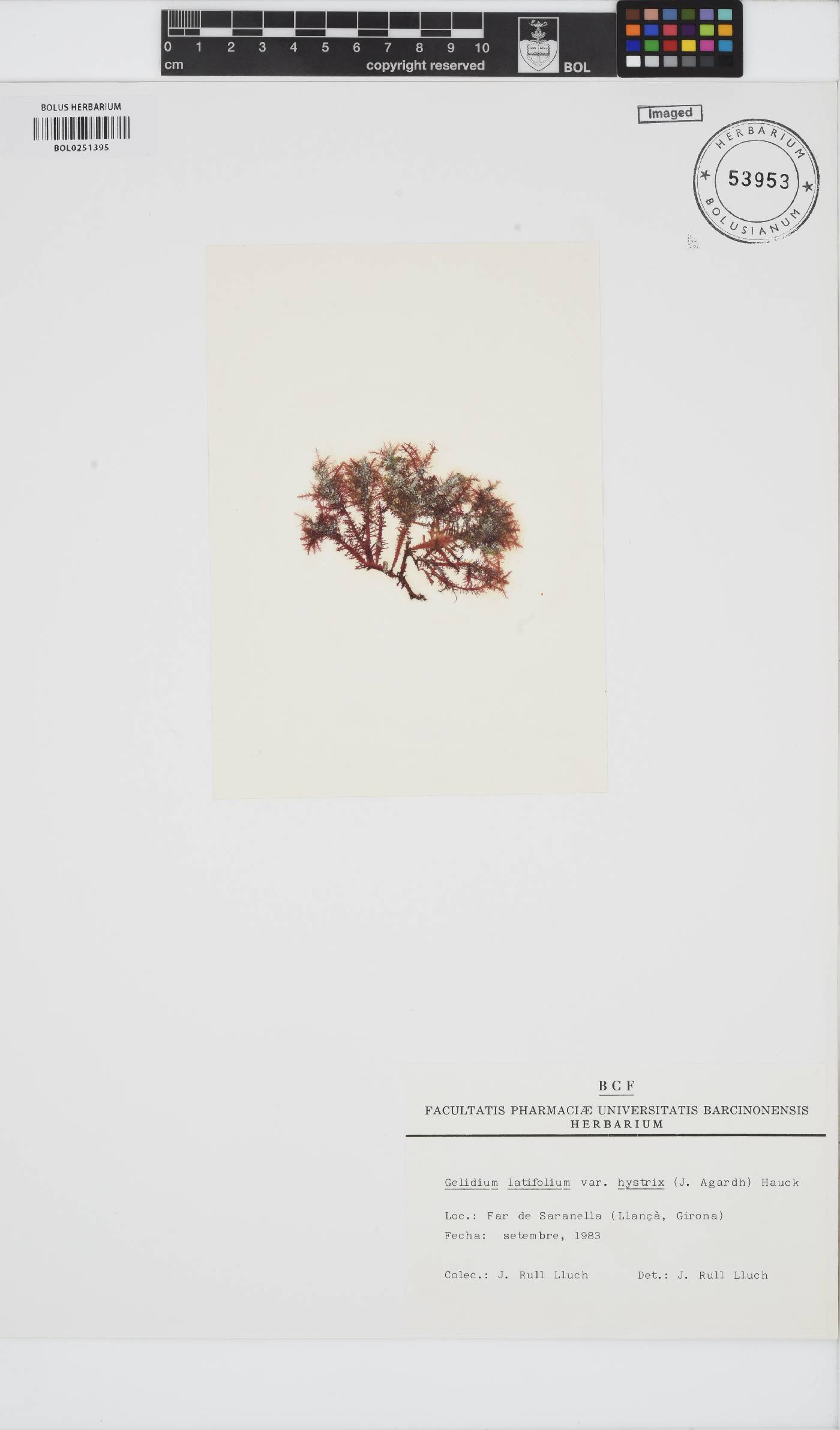 Gelidium spinosum var. hystrix image