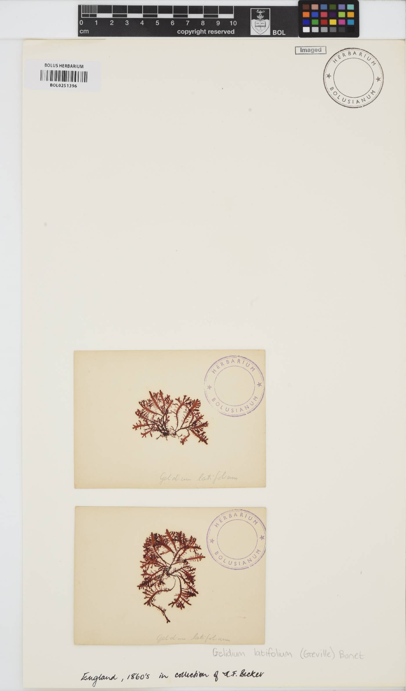 Gelidium spinosum image