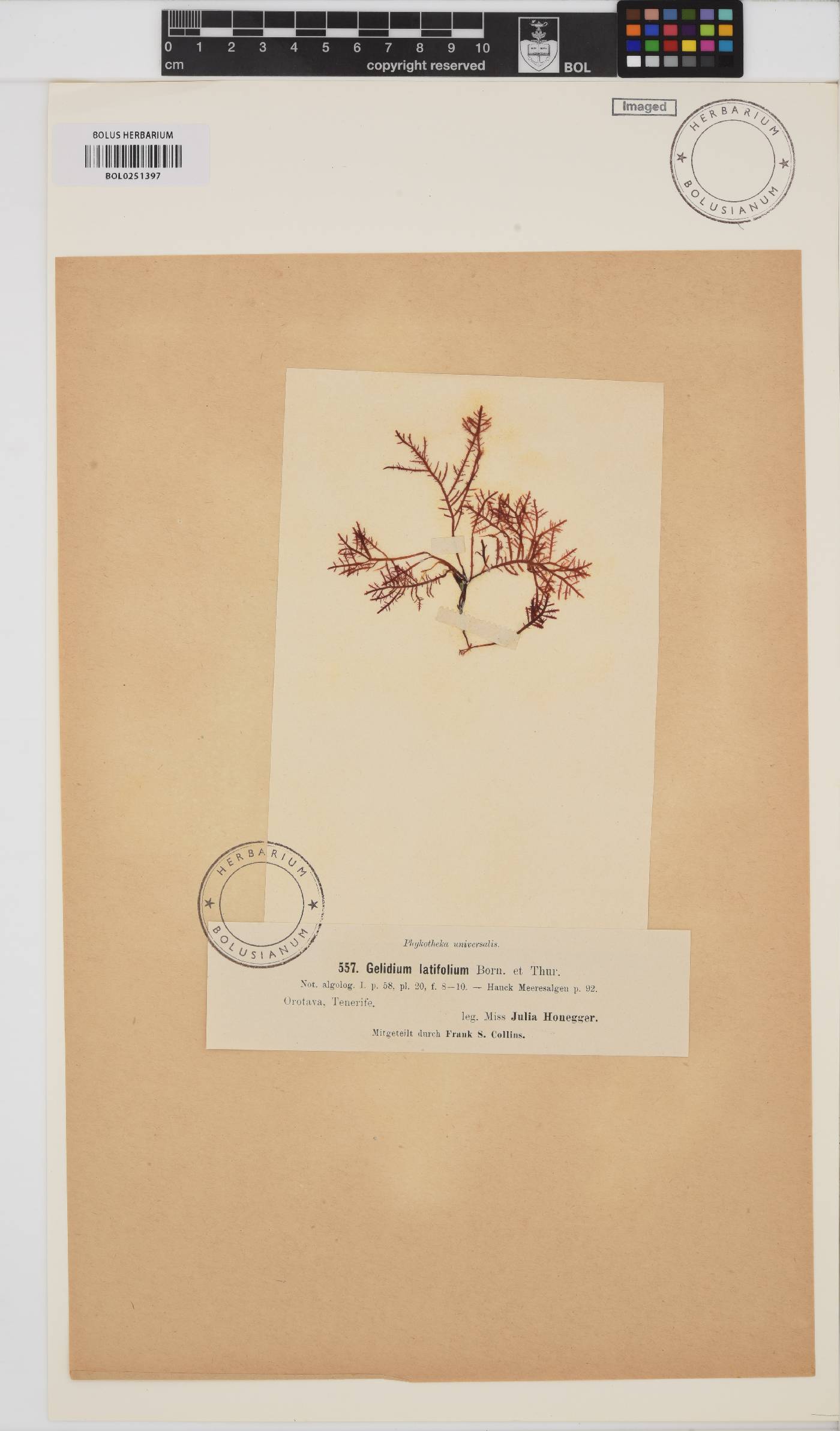 Gelidium spinosum image