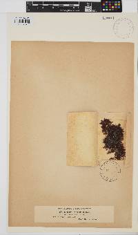 Gelidium spinosum image
