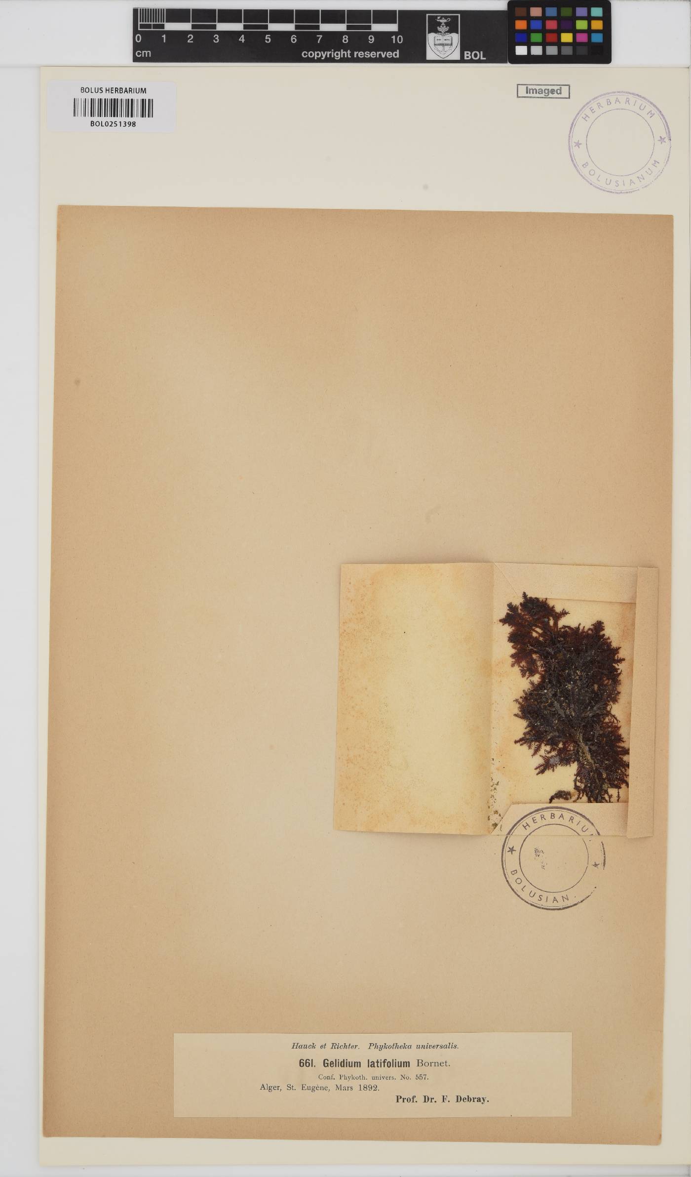 Gelidium spinosum image