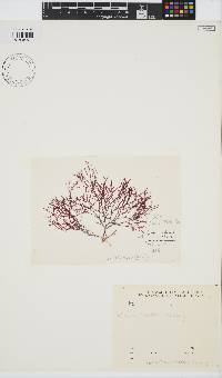 Image of Gelidium linoides