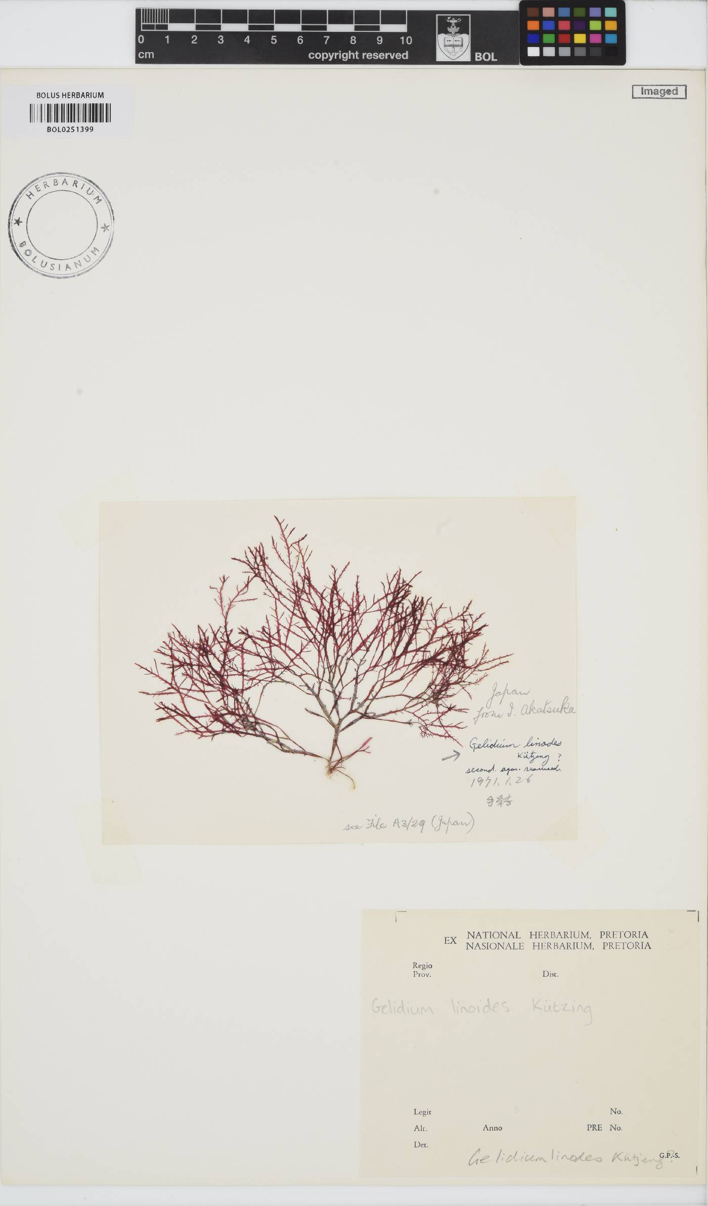 Gelidium linoides image