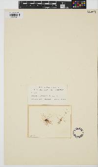 Gelidium crinale image