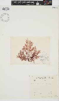 Image of Gelidium pacificum