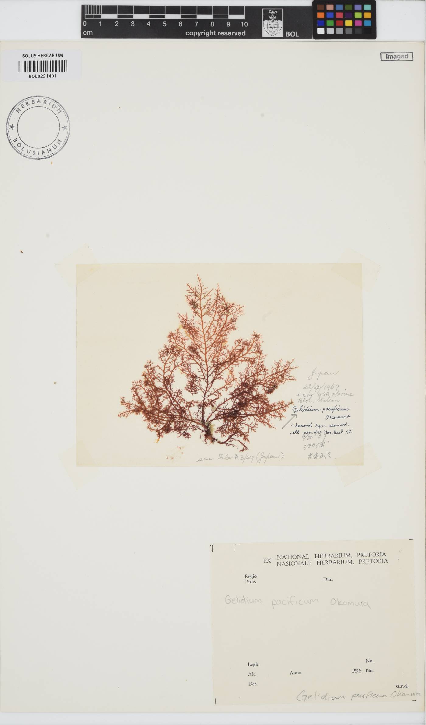Gelidium pacificum image