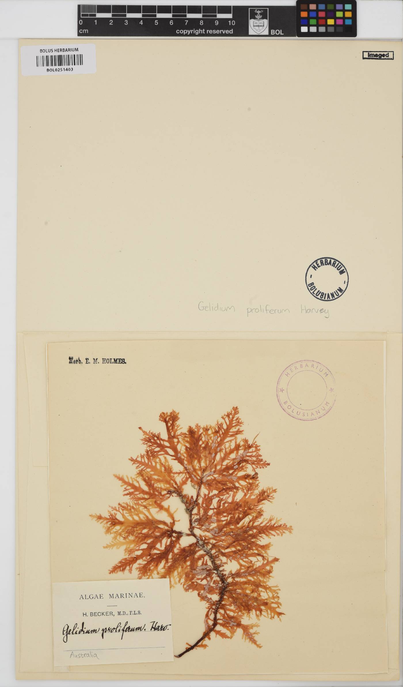 Ptilophora prolifera image