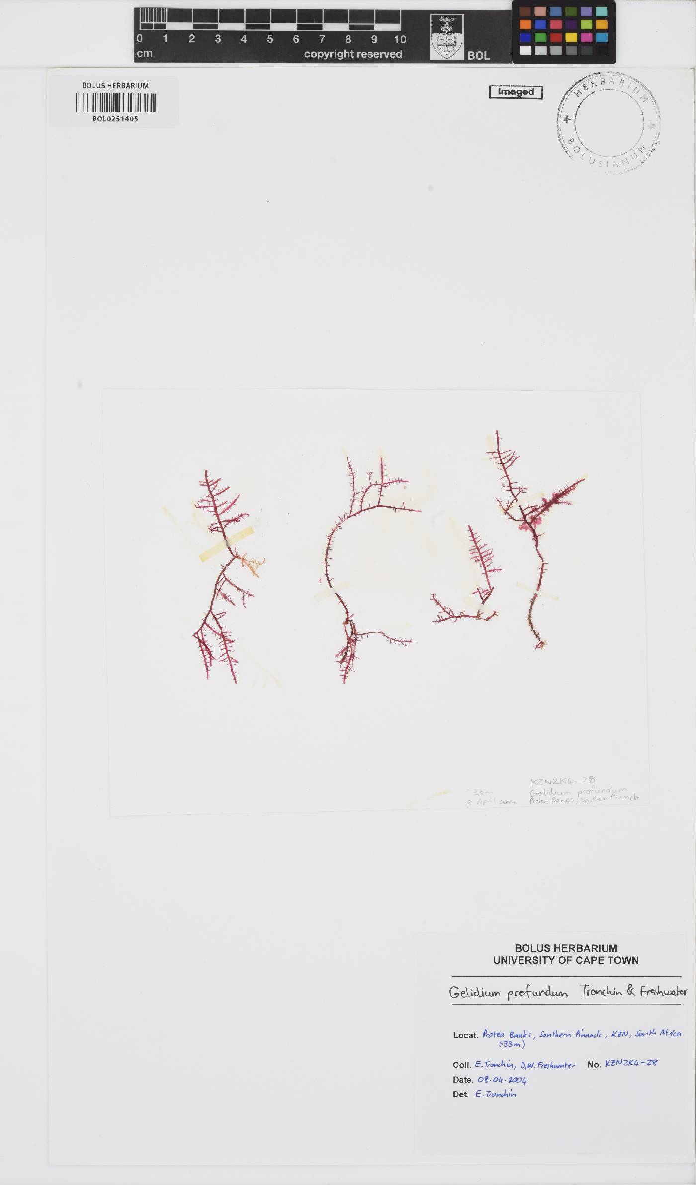 Gelidium profundum image
