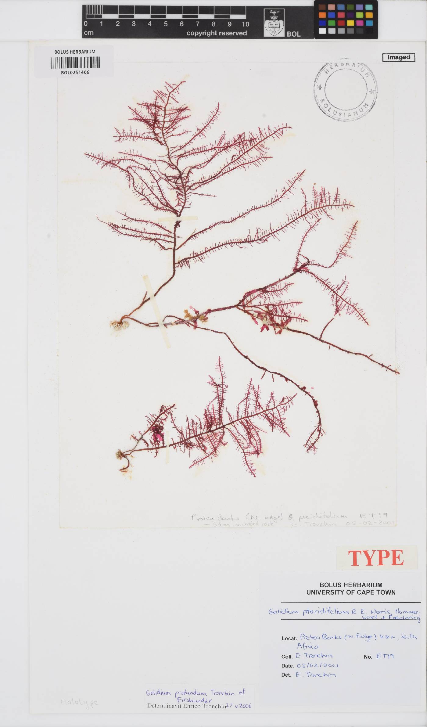 Gelidium profundum image