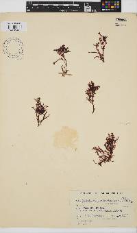 Gelidium pristoides image