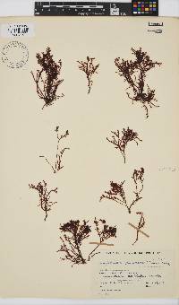 Gelidium pristoides image