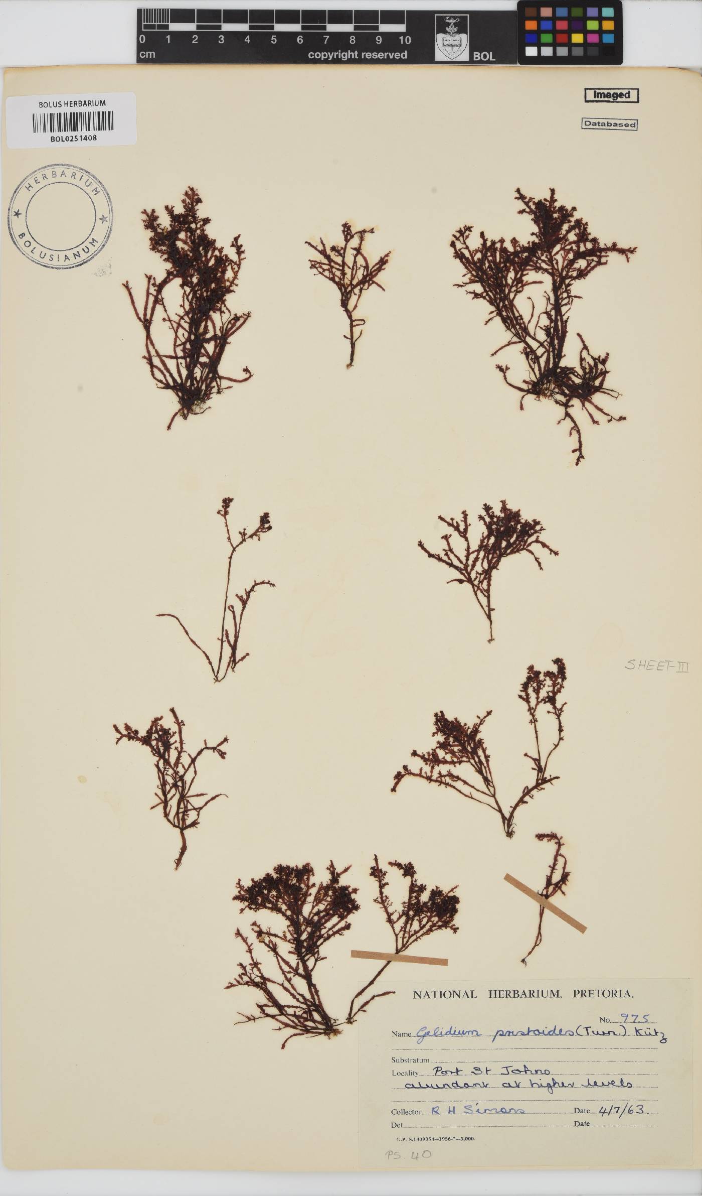 Gelidium pristoides image