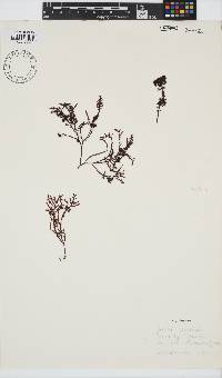 Gelidium pristoides image