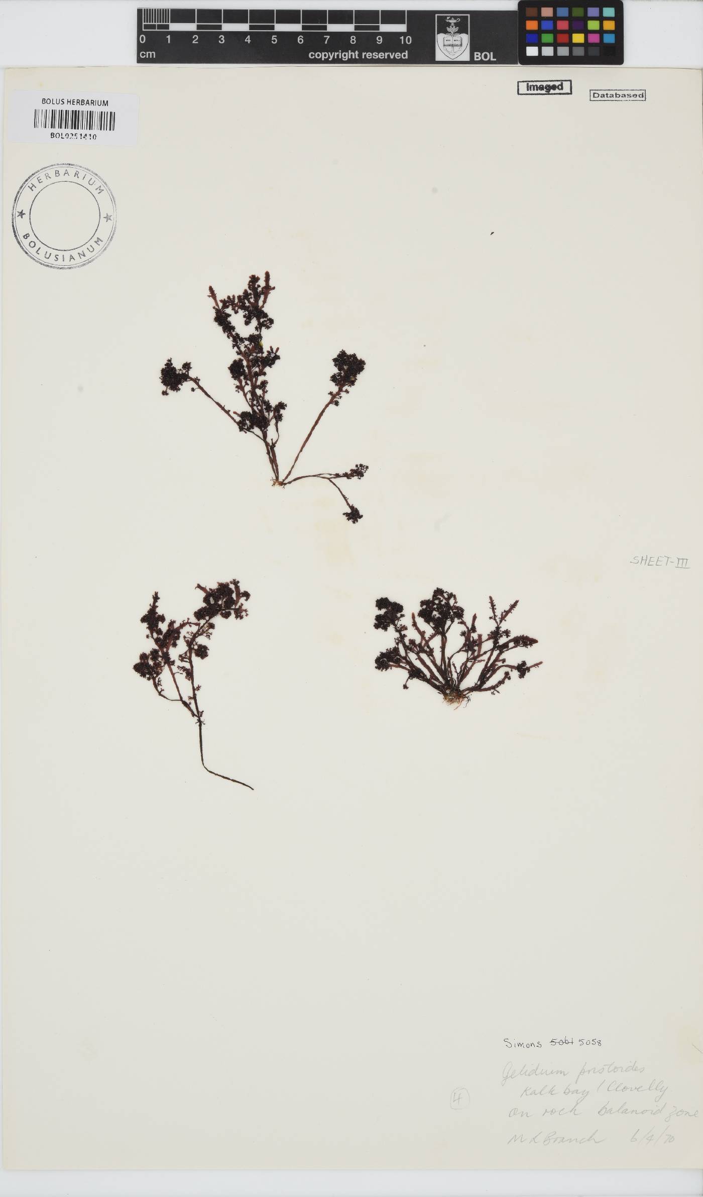 Gelidium pristoides image