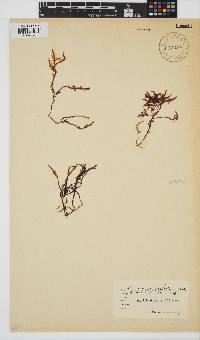 Gelidium pristoides image