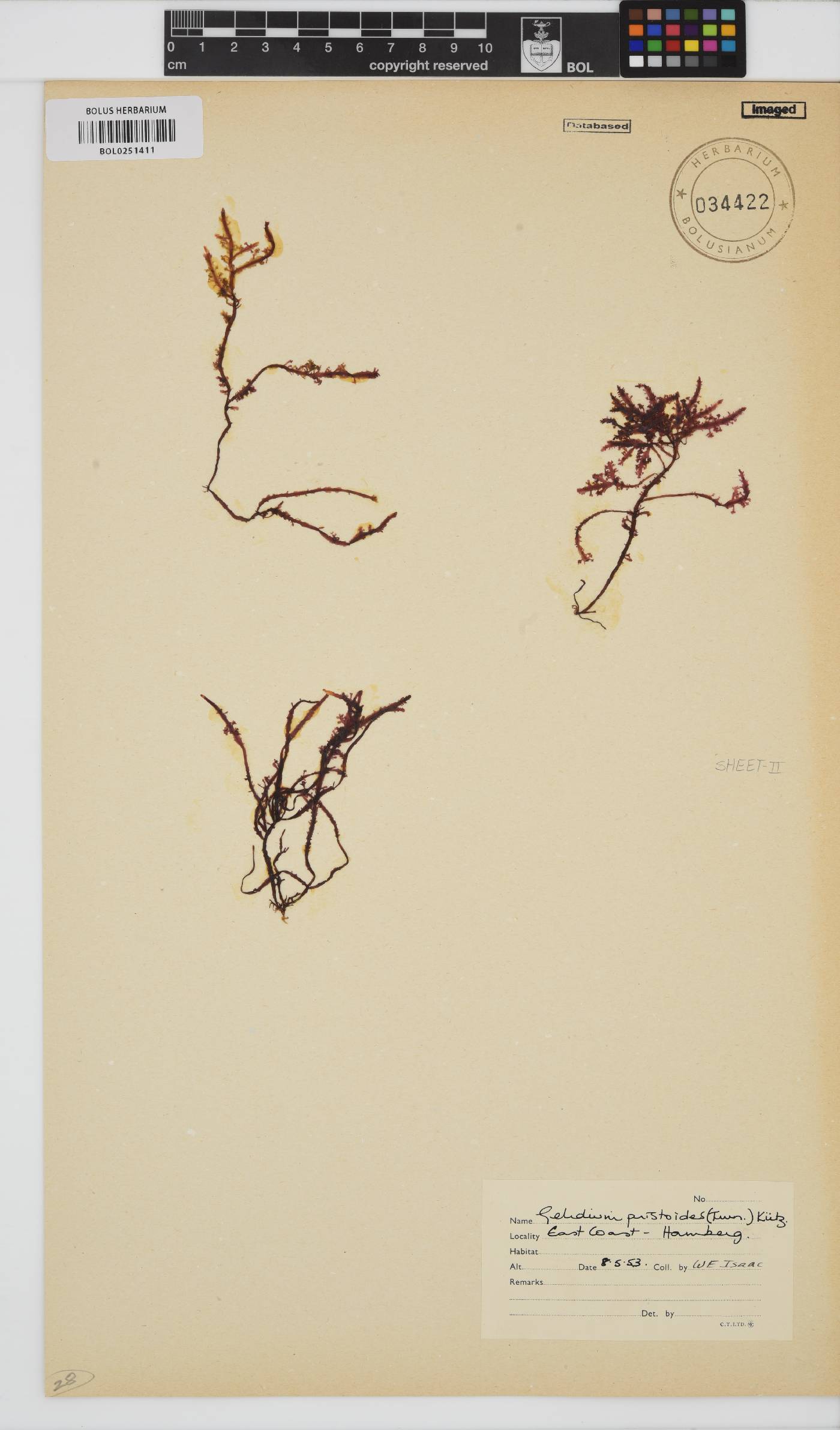 Gelidium pristoides image