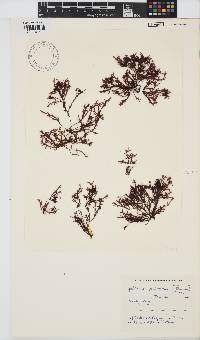 Gelidium pristoides image