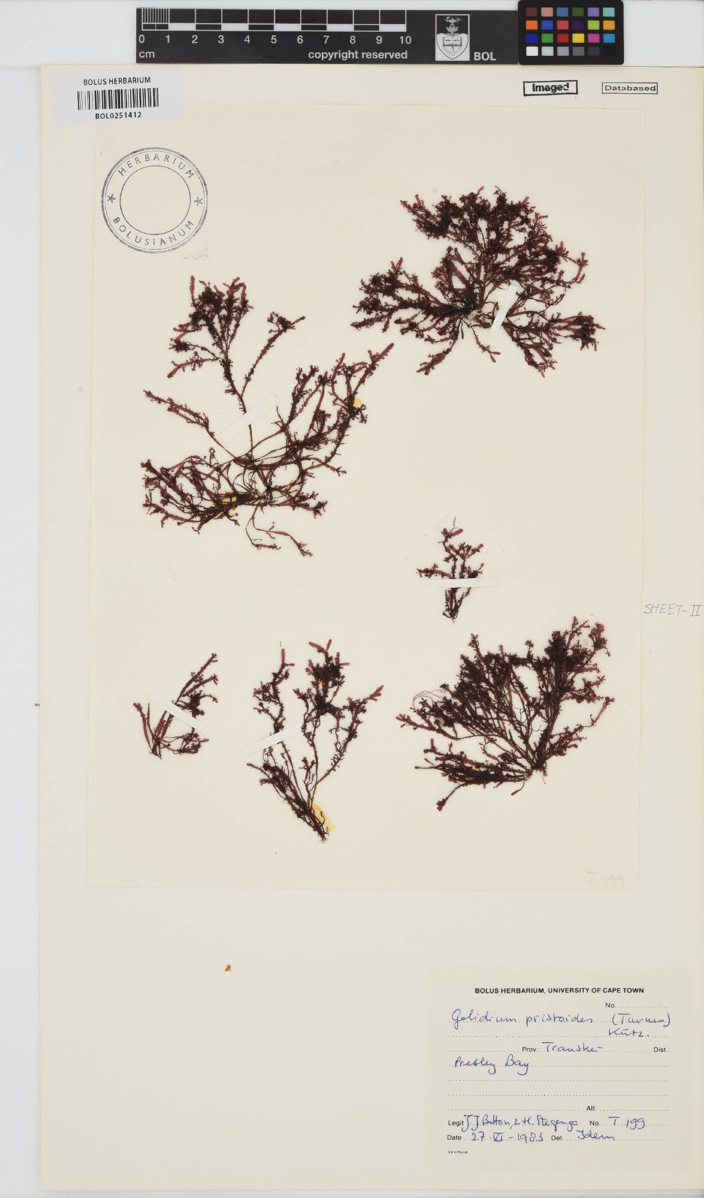 Gelidium pristoides image