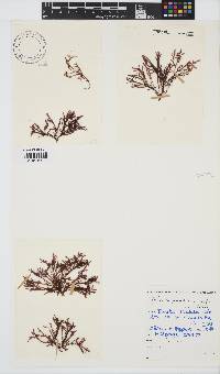 Gelidium pristoides image