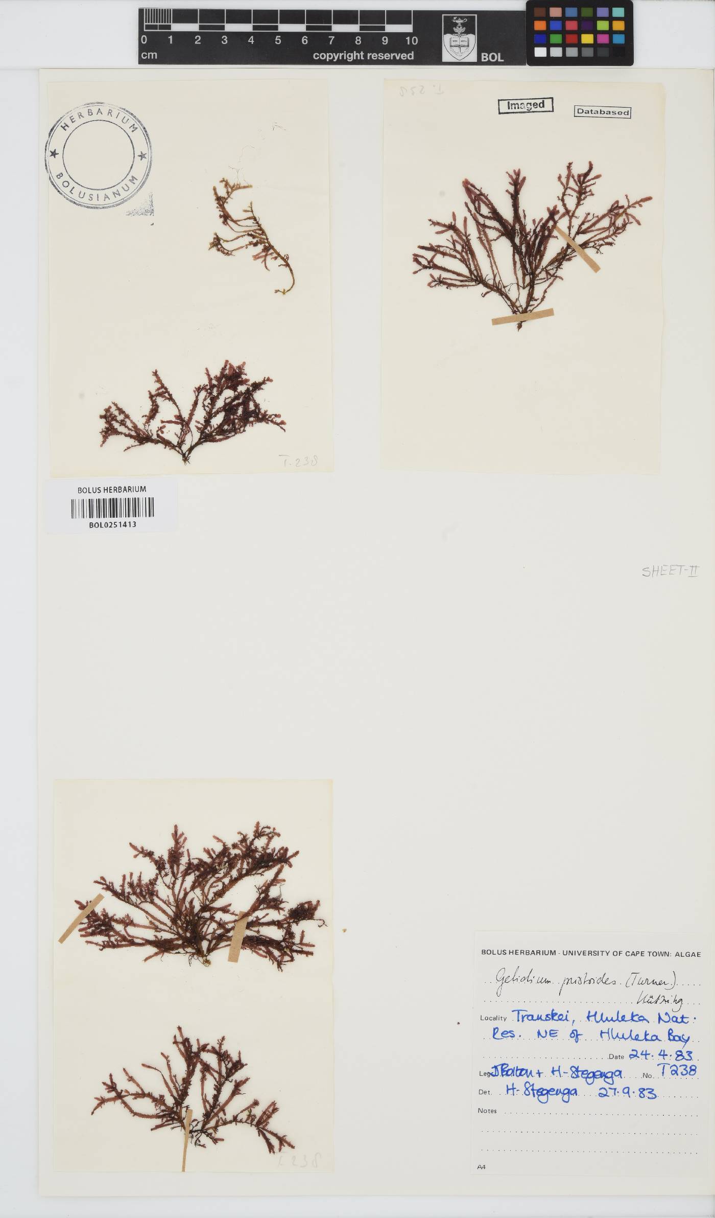 Gelidium pristoides image