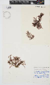 Gelidium pristoides image