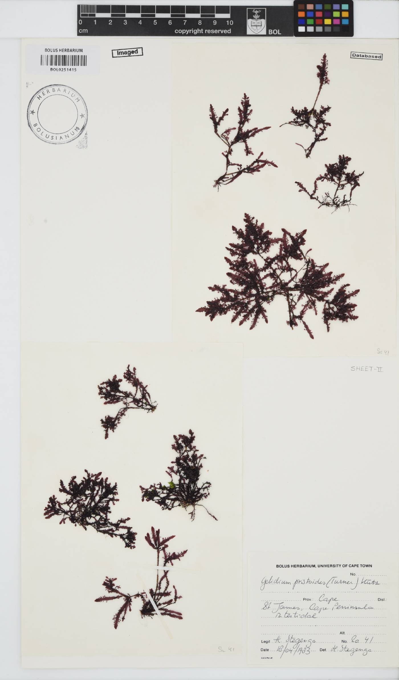 Gelidium pristoides image