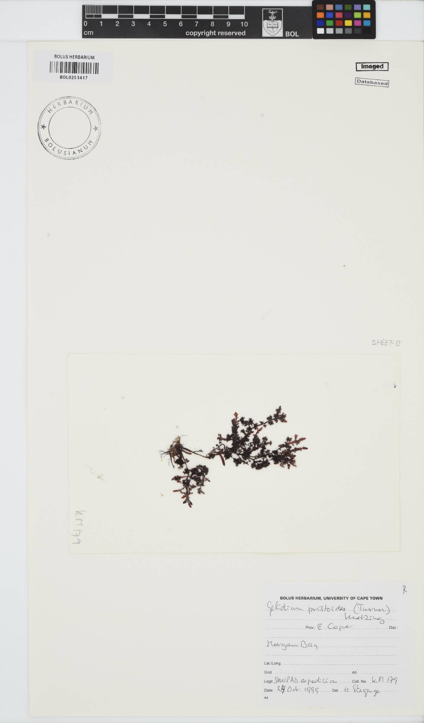 Gelidium pristoides image