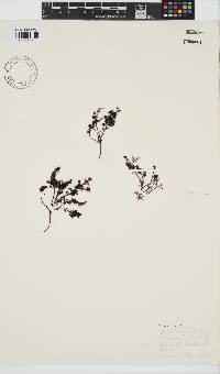 Gelidium pristoides image