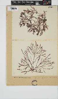 Gelidium pristoides image