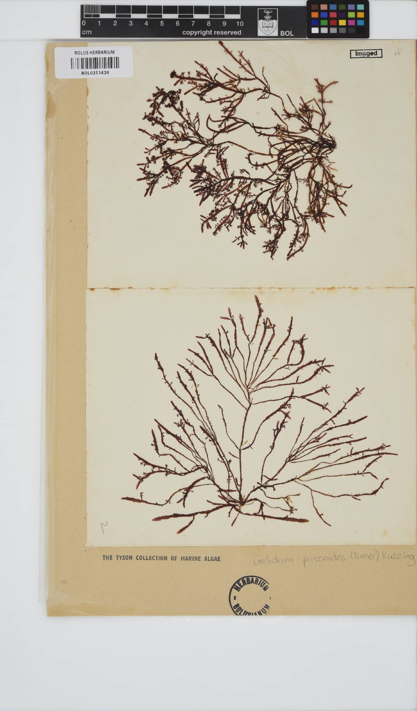 Gelidium pristoides image