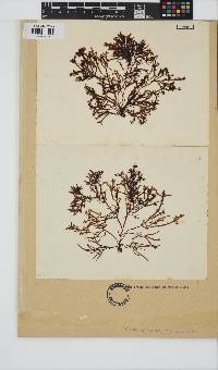 Gelidium pristoides image