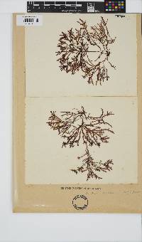 Gelidium pristoides image