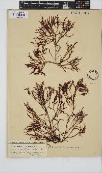 Gelidium pristoides image