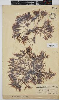 Gelidium pristoides image