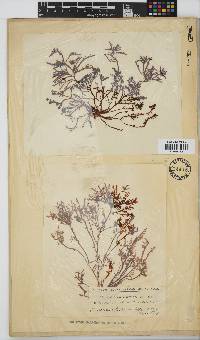 Gelidium pristoides image