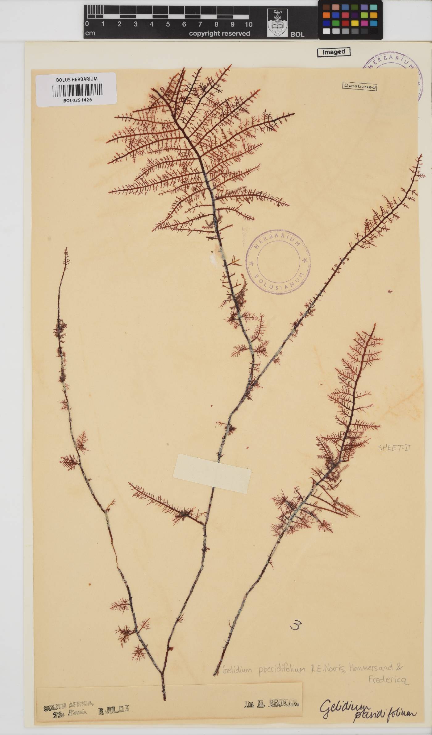 Gelidium pteridifolium image