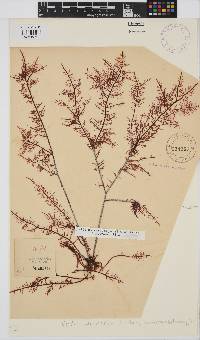 Gelidium pteridifolium image