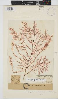 Gelidium pteridifolium image
