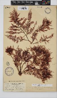 Gelidium pteridifolium image