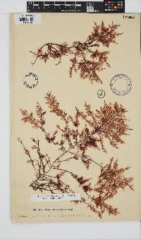 Gelidium pteridifolium image