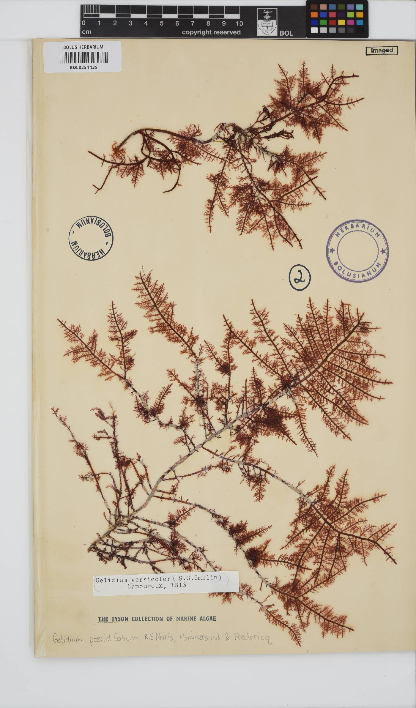 Gelidium pteridifolium image