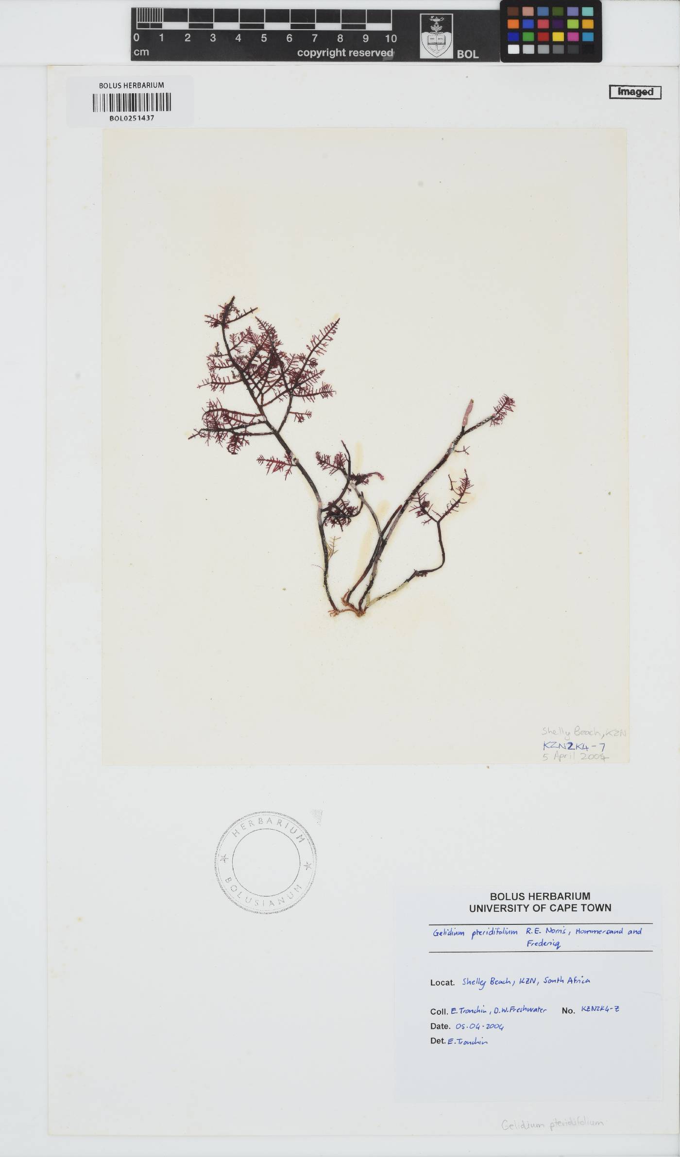 Gelidium image
