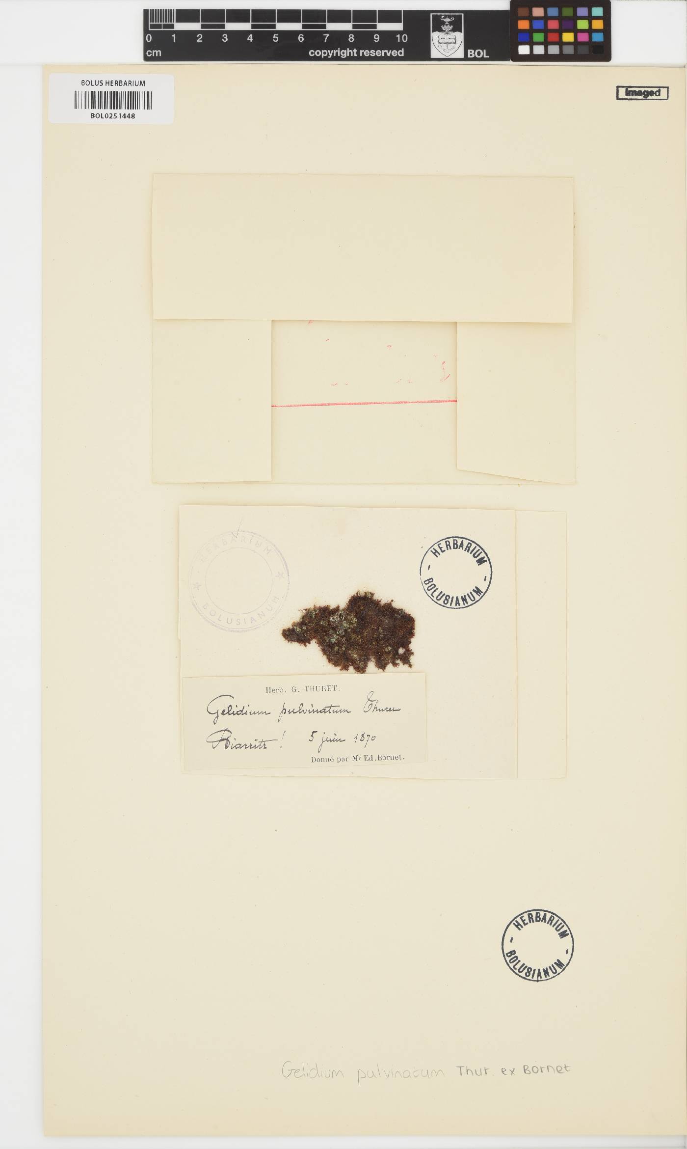 Gelidium pulvinatum image
