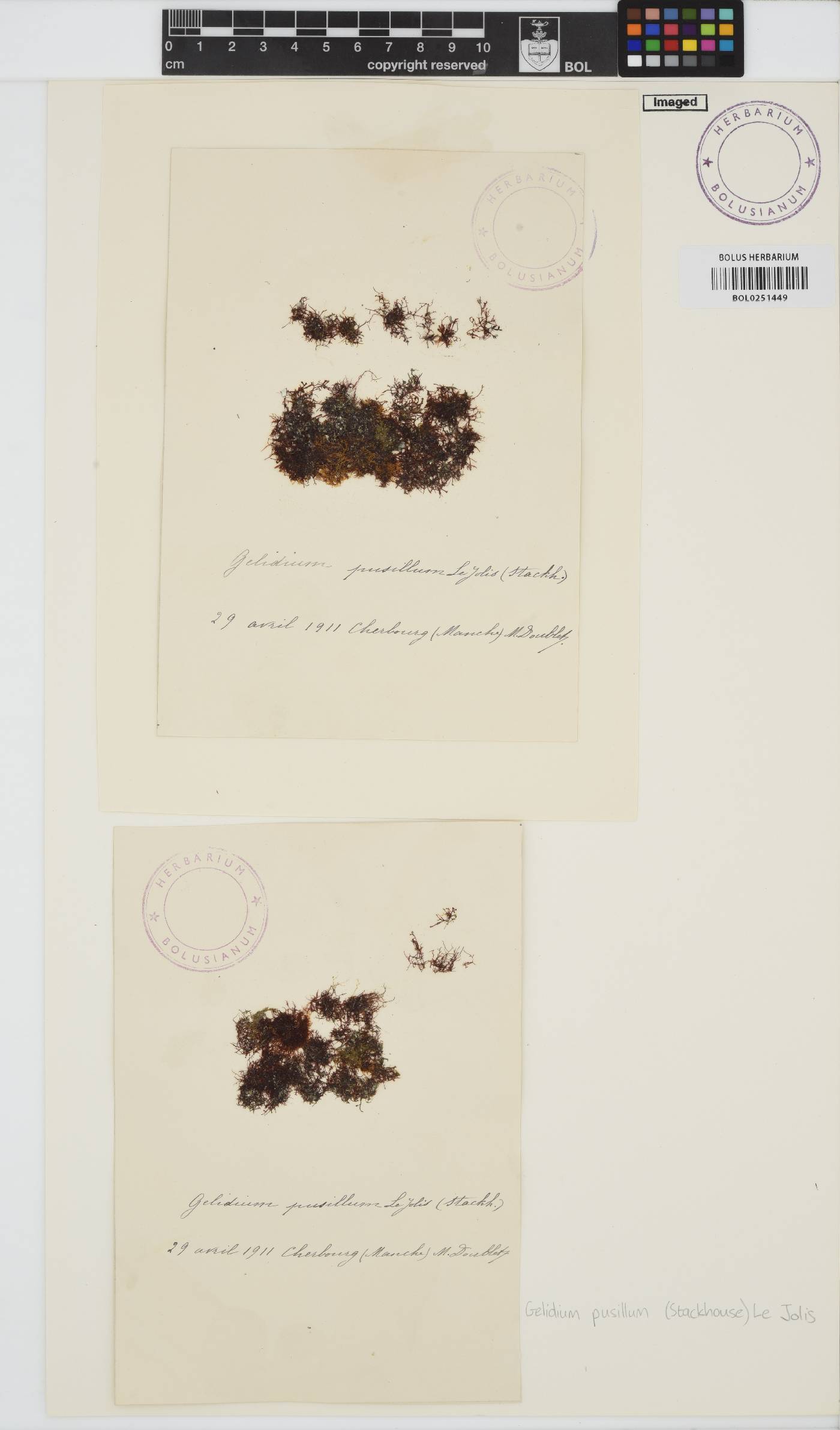 Gelidium pusillum image