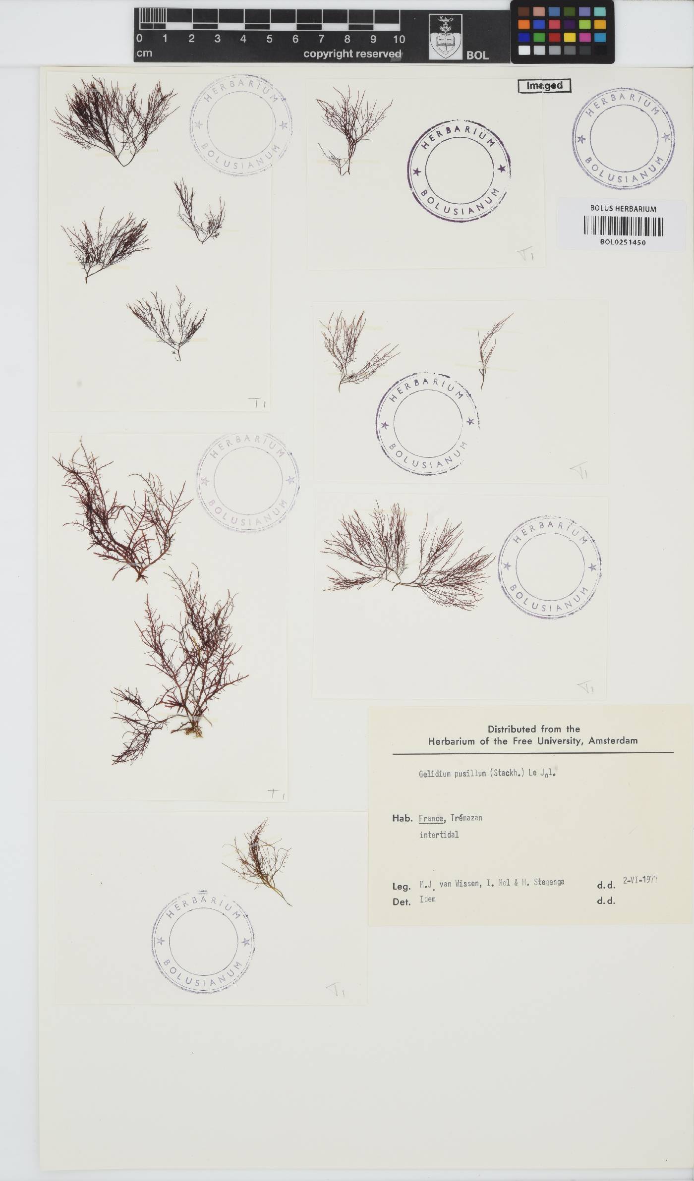 Gelidium pusillum image