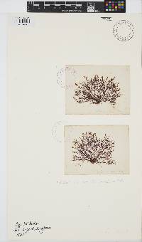 Gelidium pusillum image